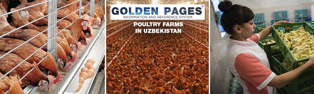 Poultry farms in Uzbekistan