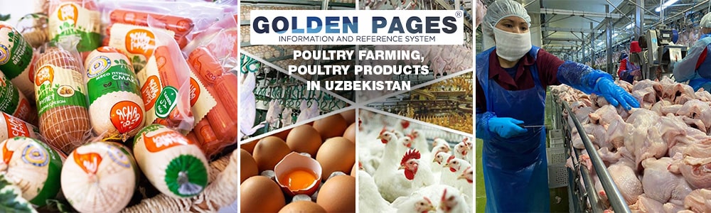 Poultry farming, poultry products in Uzbekistan