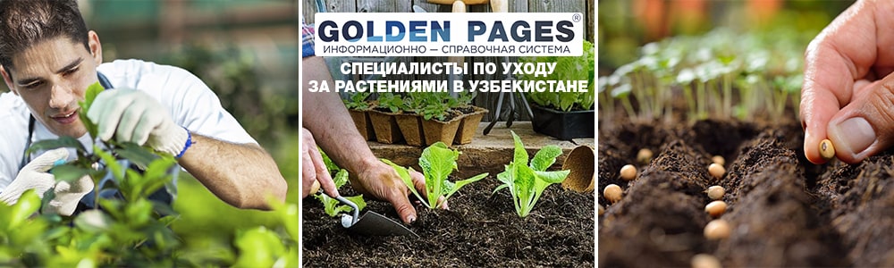 Услуги садовника в Ташкенте, Узбекистана