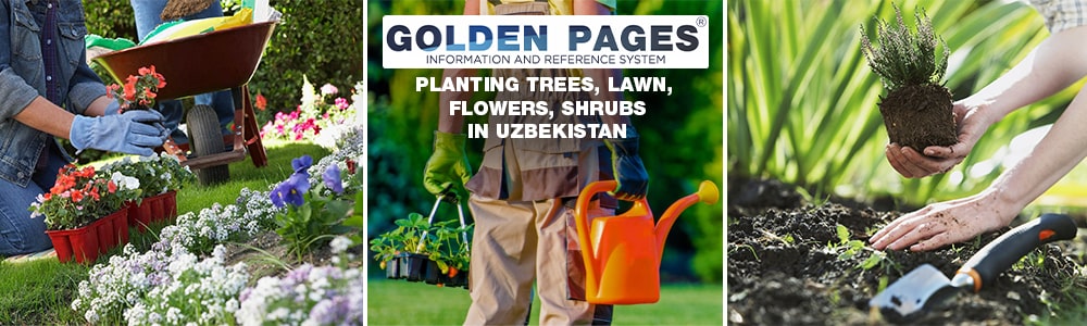 Planting of plants: trees, lawn, flowers and shrubs in Uzbekistan