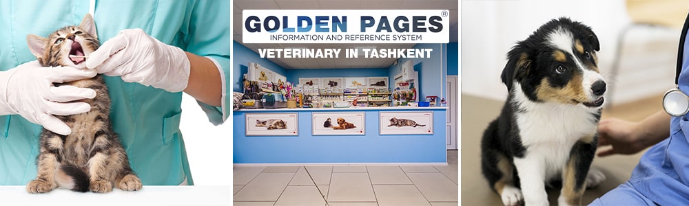 Addresses and contacts of the veterinary clinic in Tashkent